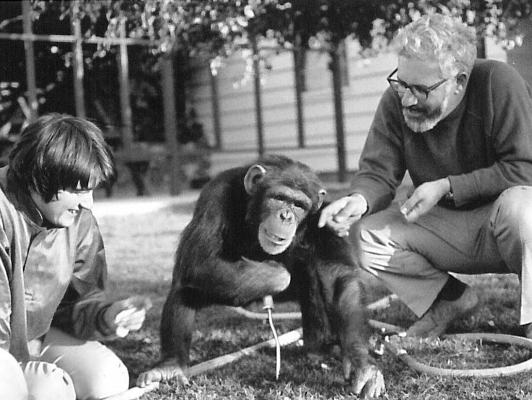 Dr. Beatrix Tugendhut Gardner and Dr. R. Allen Gardner sit and work with Washoe, their adopted chimpanzee.